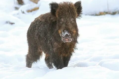 Зимний кабан