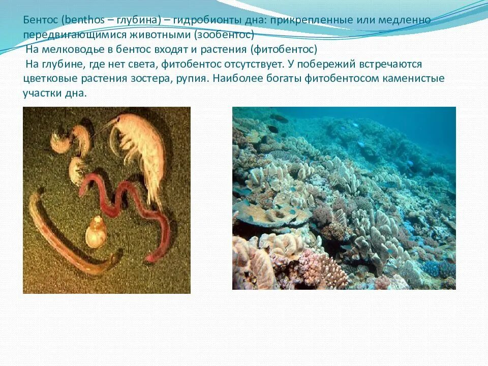 Обитатели бентоса. Гидробионты бентос. Представители бентоса. Бентос обитатели дна.