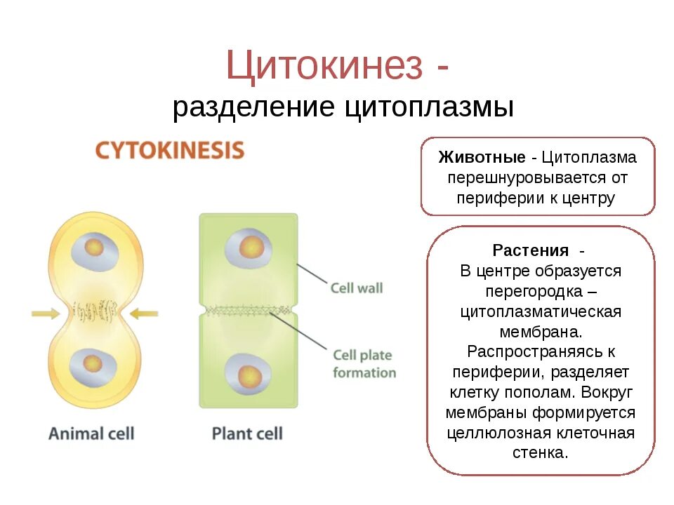 Фазы митоза кариокинез и цитокинез. Кариокинез и цитокинез фаза амитоз. Биология 9 класс клеточный цикл митоз. Процессы митоза кариокинез и цитокинез. Деление родительской клетки