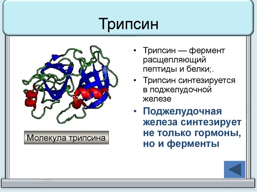 Трипсин это фермент