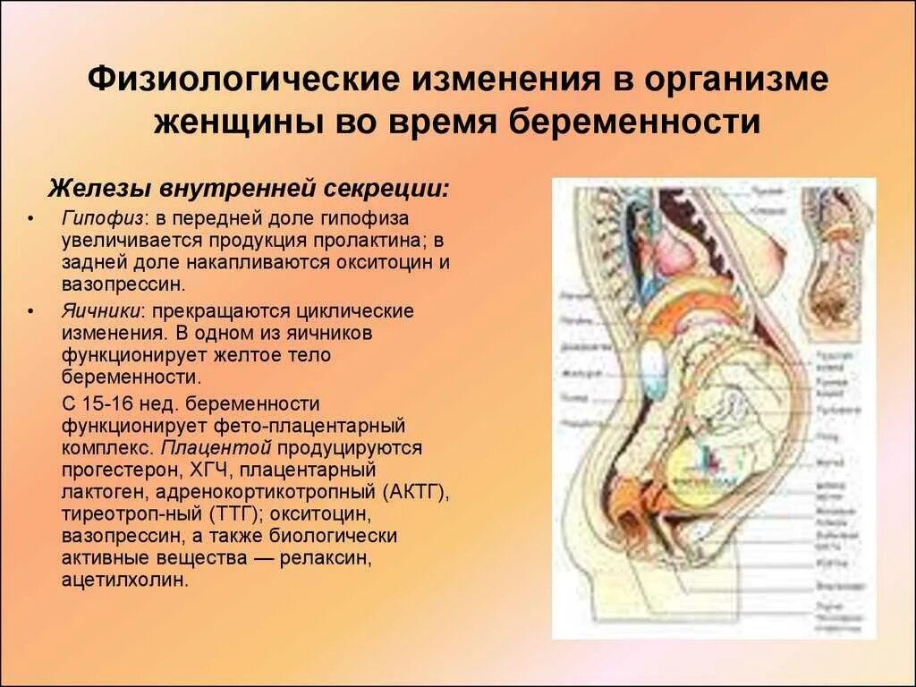 Изменения в организме 7. Физиологические изменения беременной. Организм женщины при беременности. Физиологические изменения в организме беременной женщины. Изменение органов при беременности.