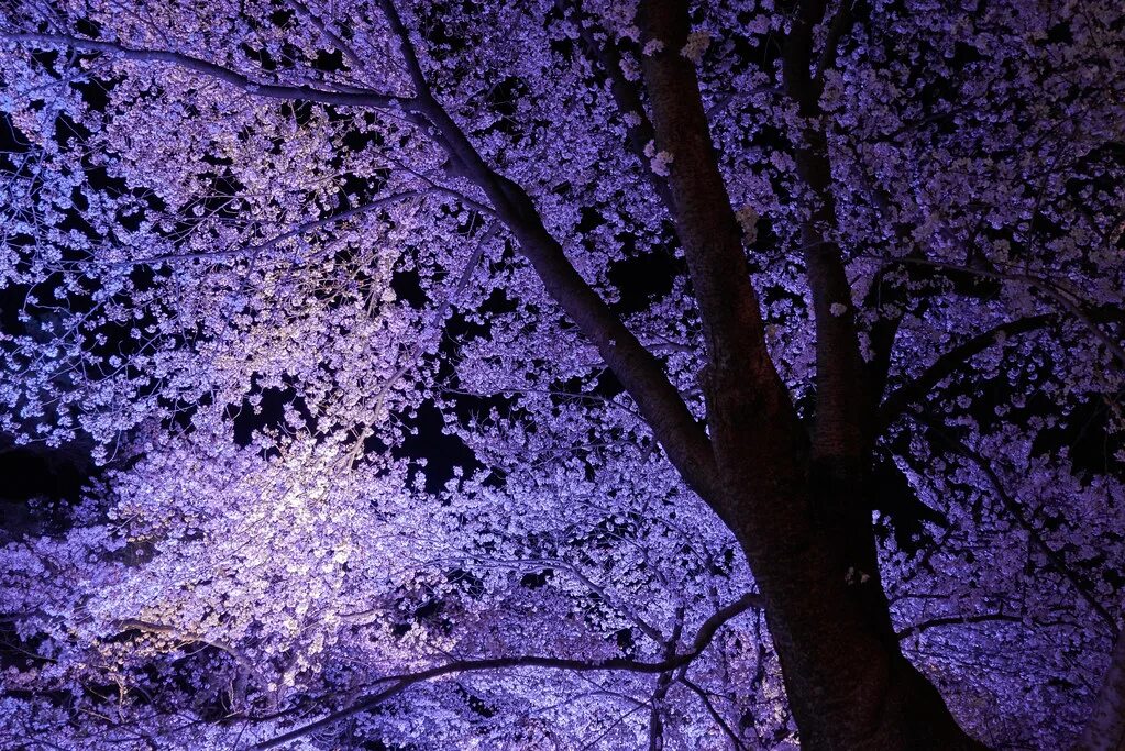 Сакура ночью. Черри блоссом ночь. Цветущее дерево ночью. Ночная Сакура.