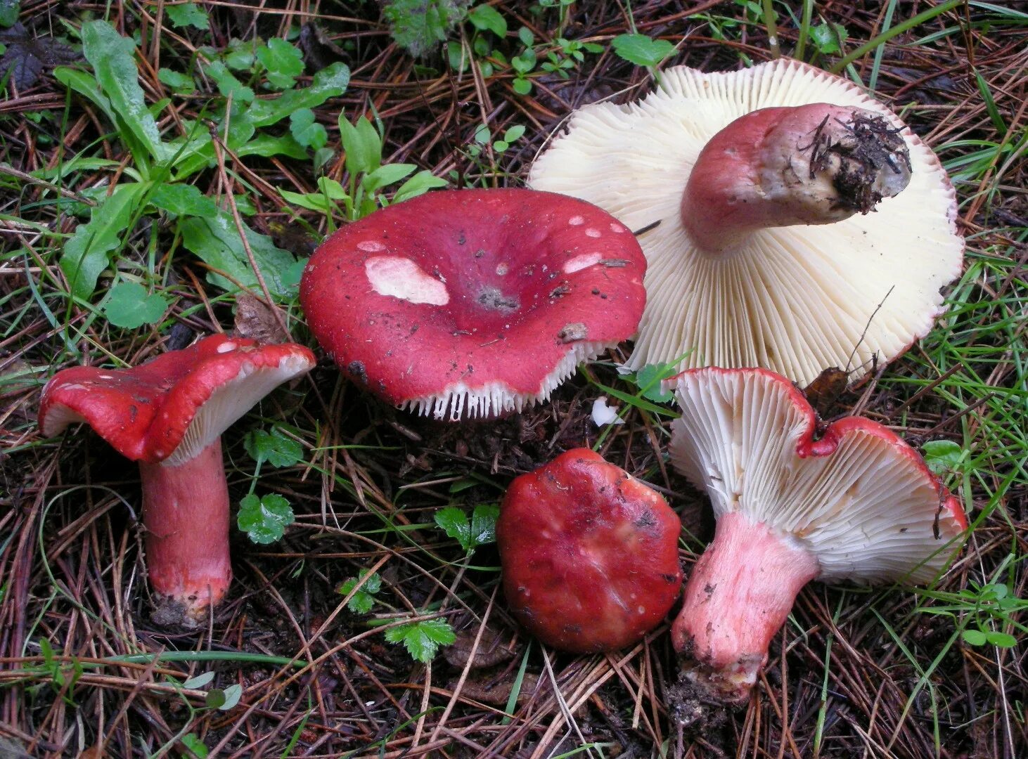 Сыроежка трубчатый или. Сыроежка розовая Russula rosea. Сыроежка жгучеедкая. Сыроежка сардониксовая. Сыроежка гребенчатовидная.