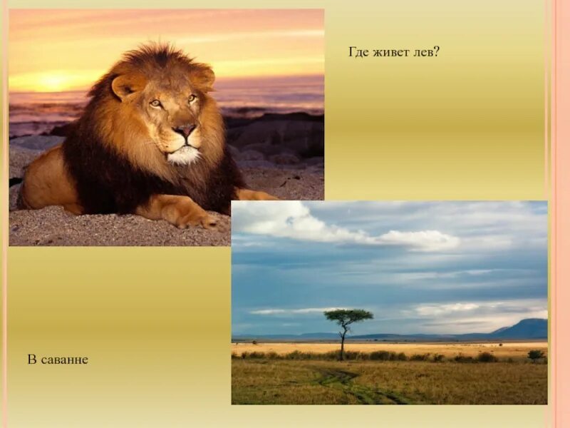 Как живет левый. Львы в саванне. Лев живет в Африке. Где живут львы. Лев обитает в саванне.