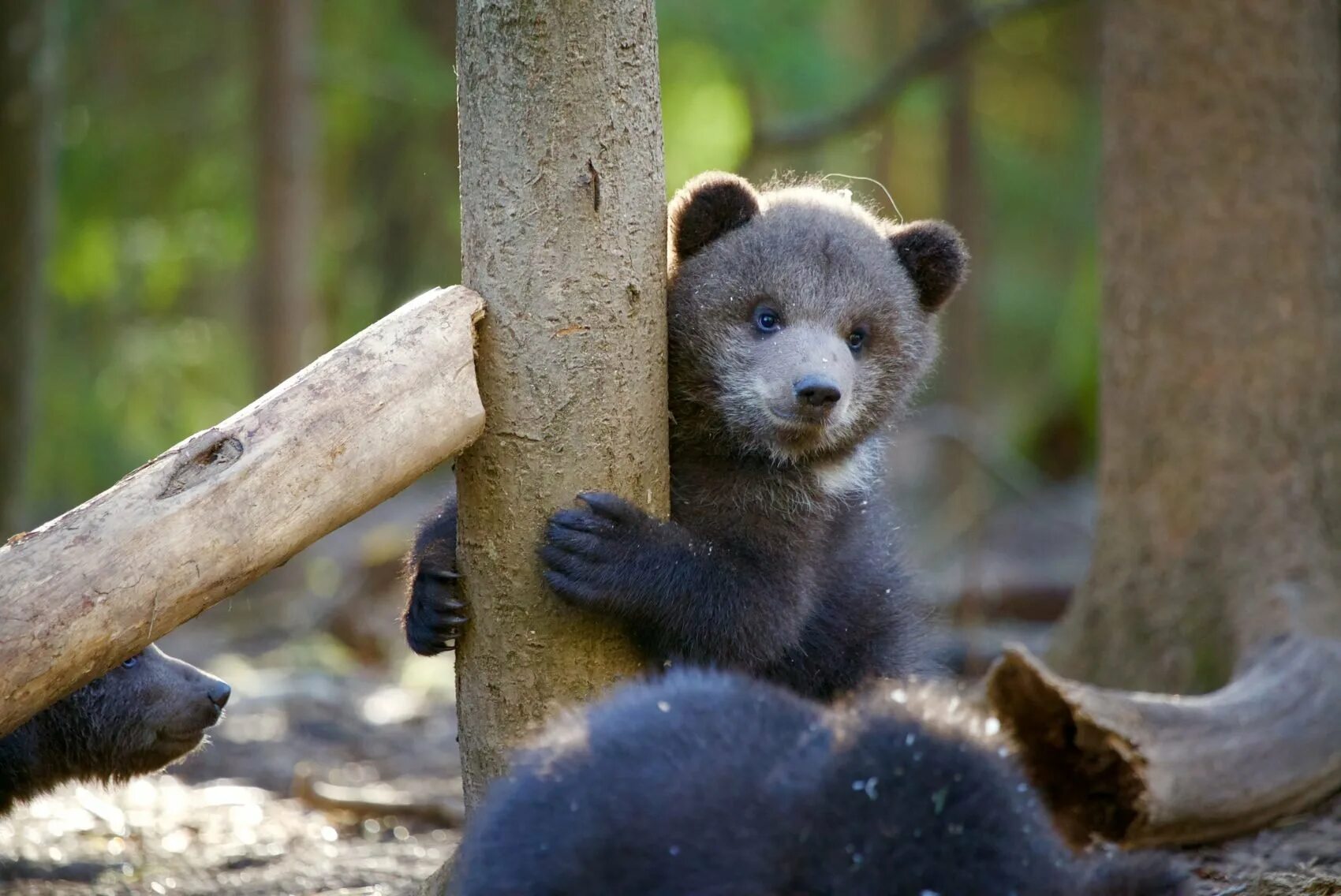 годовалый медведь. худой медвежонок. медвежонок пестун. маленький медвежонок. годовалый медведь.