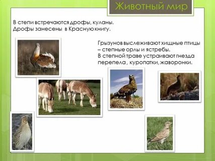 В зоне степи встречаются