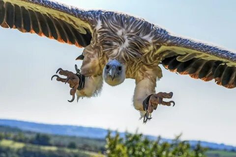 Боюсь больших птиц
