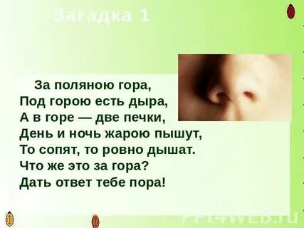 Загадка стоит гора в ней дыра