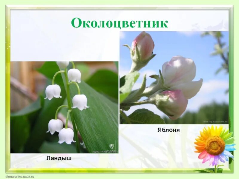 Цветки со спайнолепестным венчиком. Цветок с простым околоцветником биология. Околоцветник цветка яблони. Растения с двойным околоцветником. Обоеполый цветок с двойным околоцветником.
