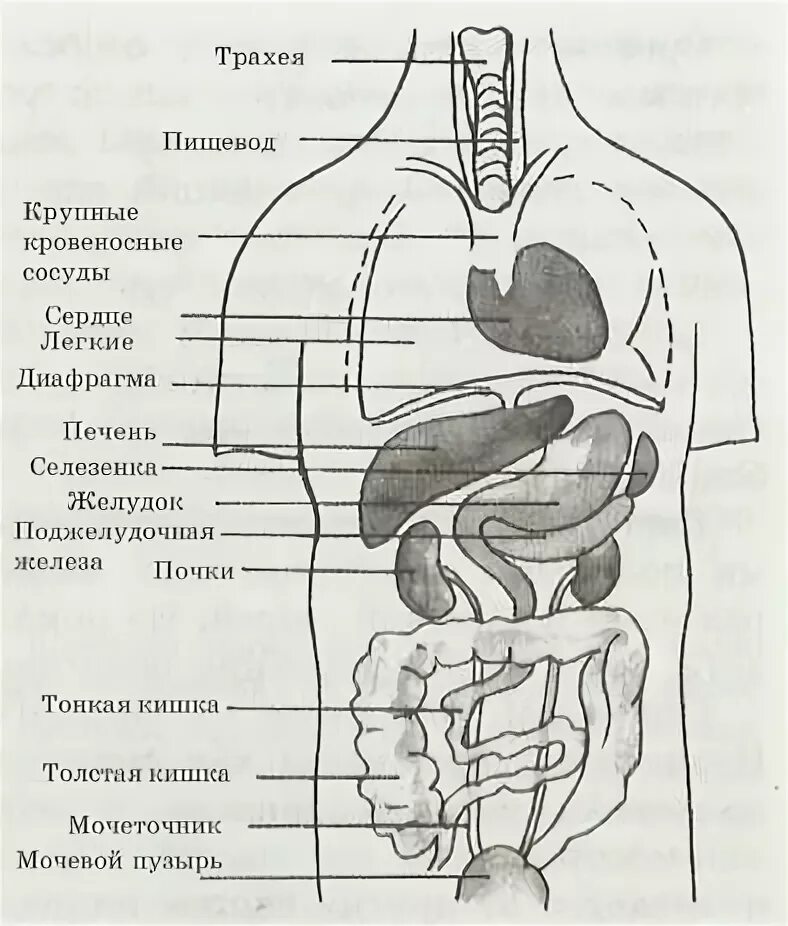 Внутренние органы строение схема. Структура организма человека схема. Внутренности человека схема. Организм человека схема органов. Внутренние органы человека схема расположения сбоку.