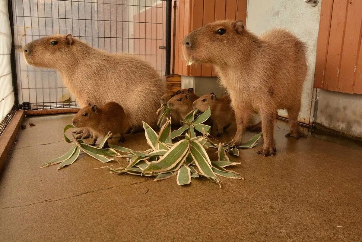 Three capybara pups born in Moscow Zoo / News / Moscow City Web Site