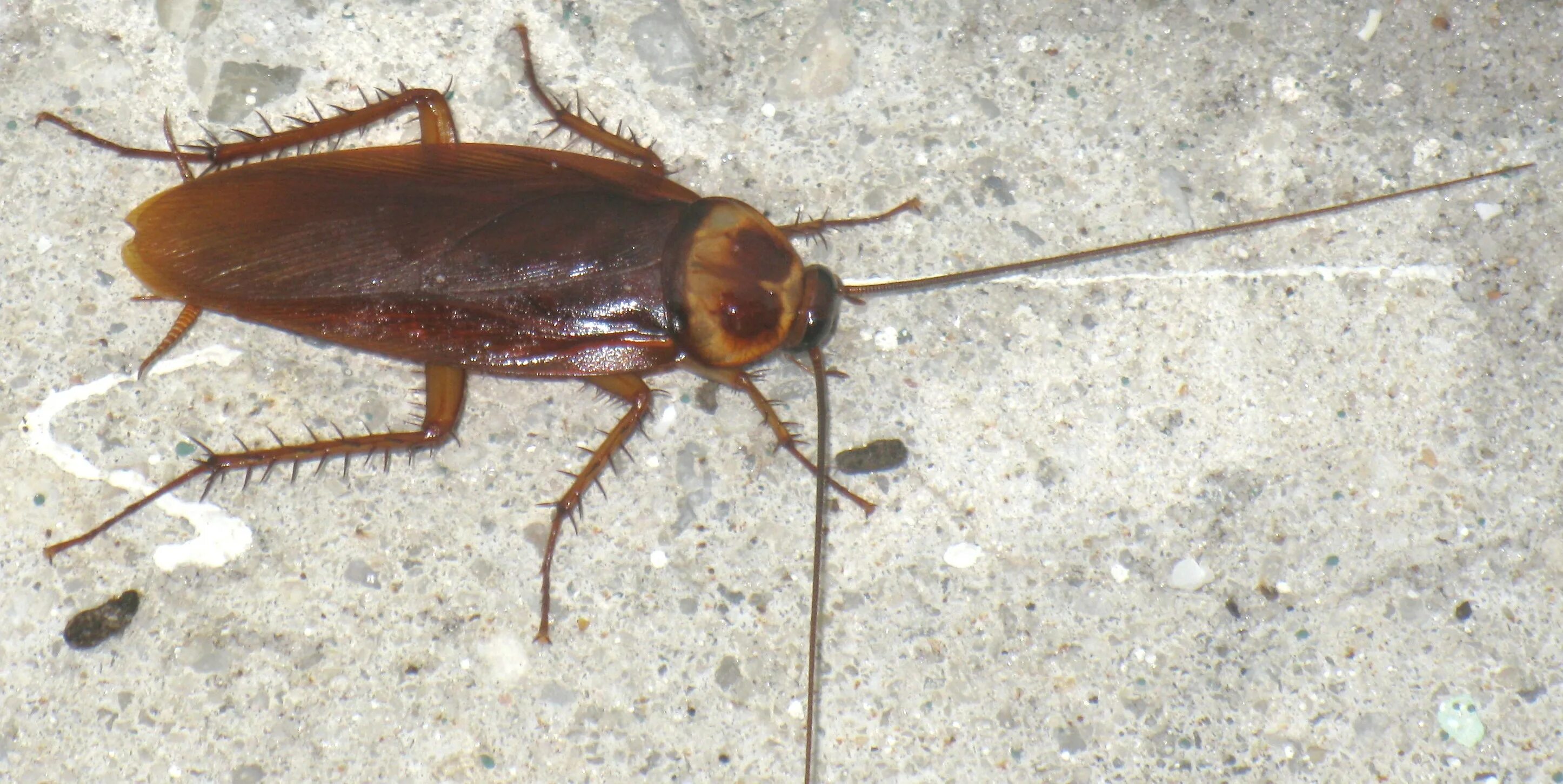 Cucaracha
