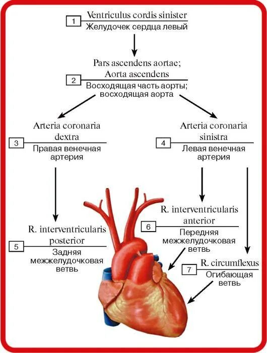 Cordis латынь. Левый желудочек сердца (ventriculus Sinister):. Схема артерий сердца человека. Aorta ascendens. Схема поступления крови в сердце.
