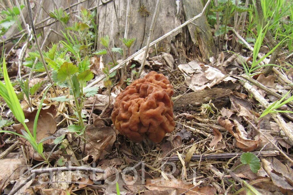 Королевский сморчок гриб. Название сморчка вонючего. Название сморчка вонючего. Сморчок крымский гриб. Ложные сморчки грибы.