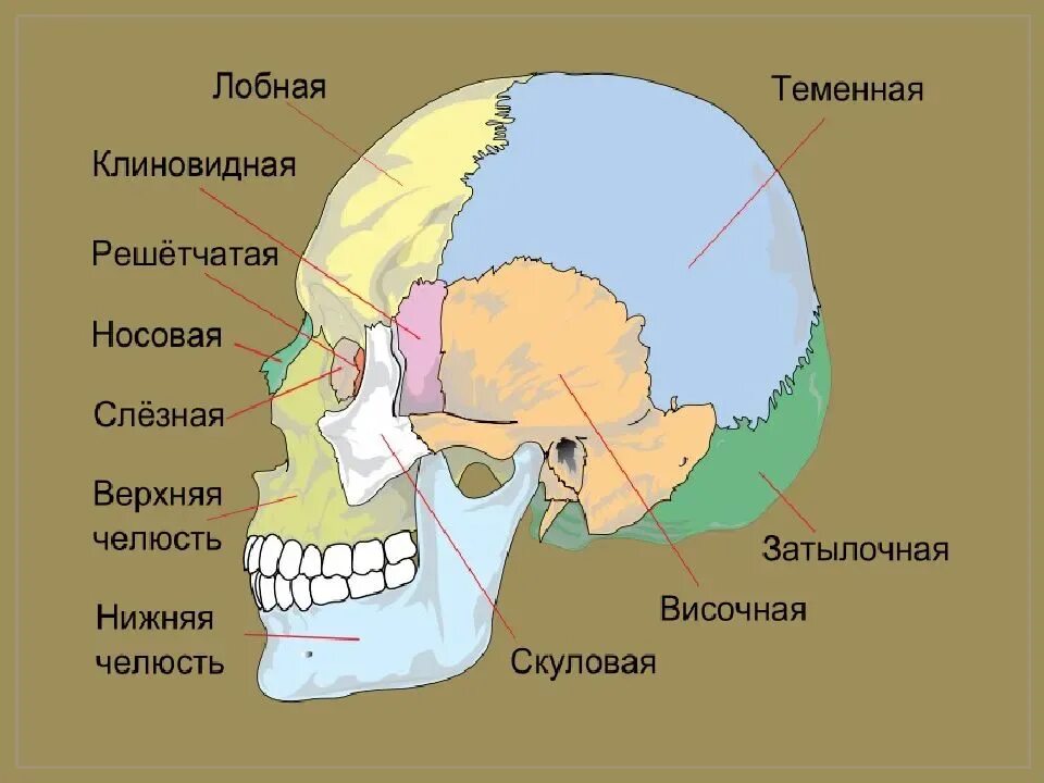 Затылок это где. Кости черепа человека анатомия теменная кость. Парные и непарные кости черепа человека. Теменная и лобная кость череп анатомия. Теменная кость в черепе парная?.