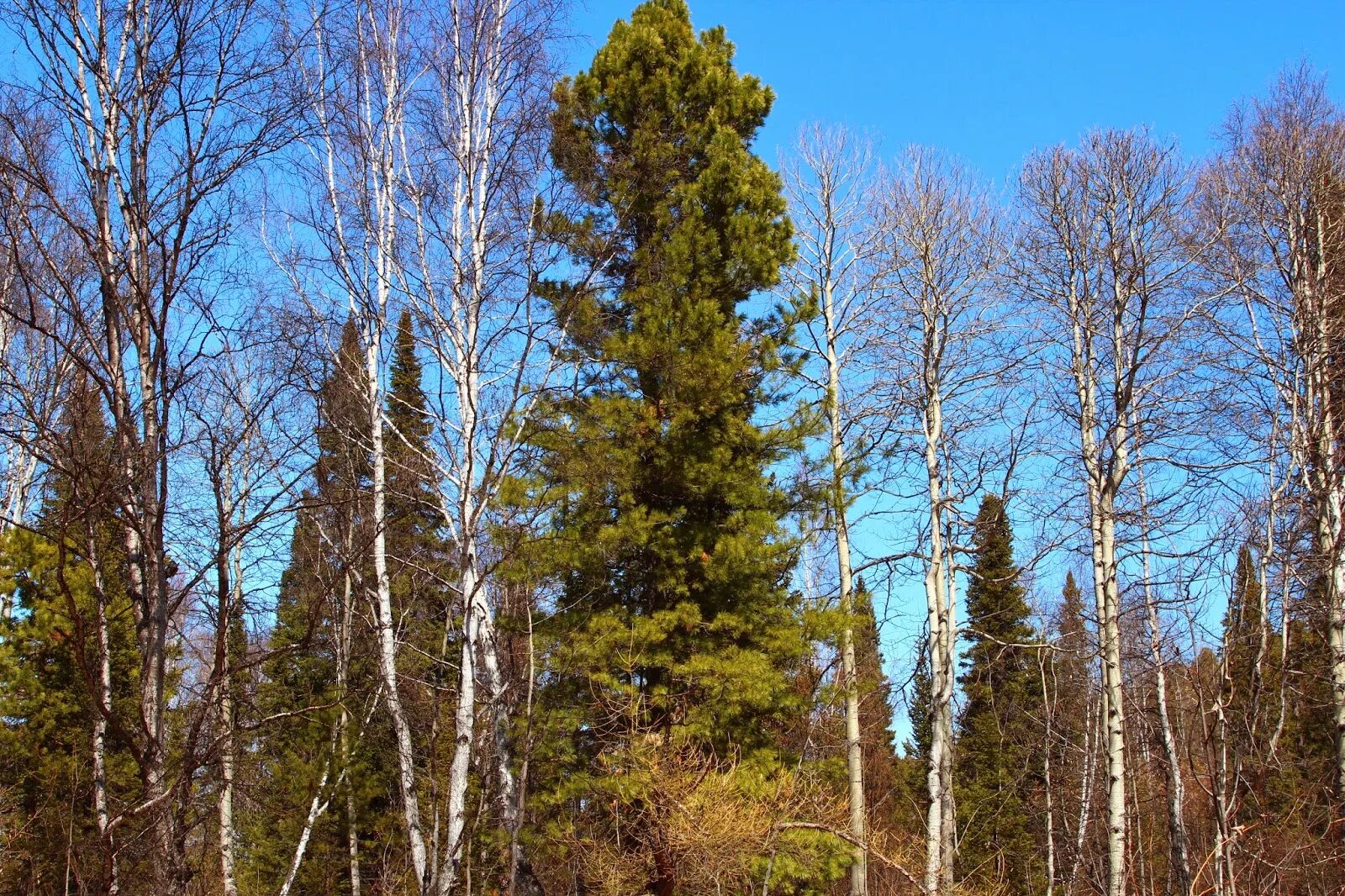 Сосна Кедровая Сибирская. Pinus sibirica du Tour. Pinus sibirica. Сибирский кедр. Березовая ель
