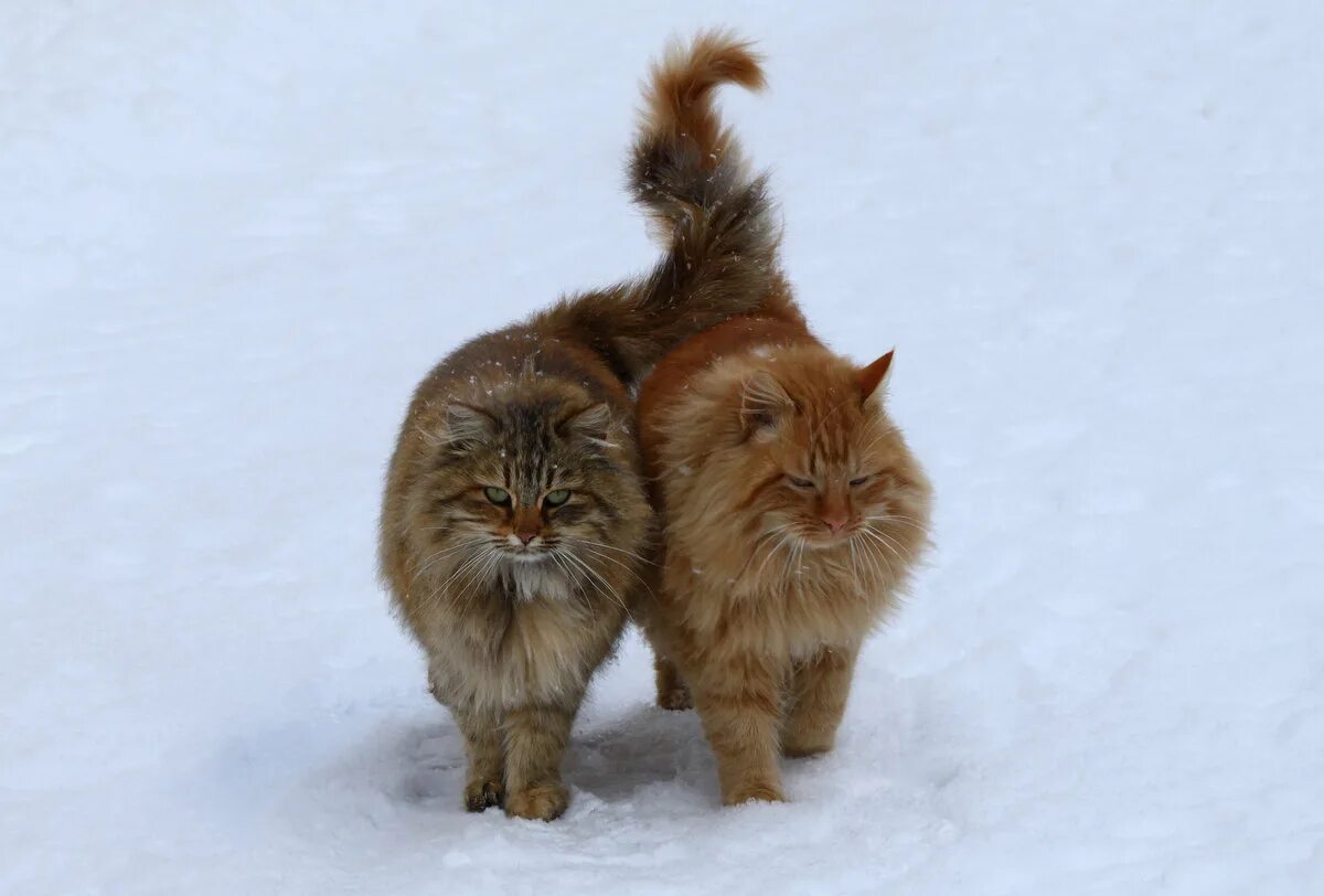 кошка вытянула лапы. коты гуляют. хвост трубой!. фото сердце из хвостов котов ночью. хвост кошки.