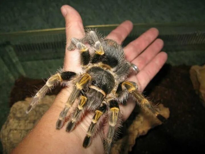 Паук птицеед Brachypelma auratum - купить в Москве, цена 1 000 руб., продано 8 м