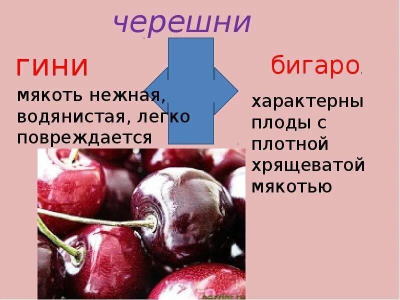 Какое значение имеет мякоть