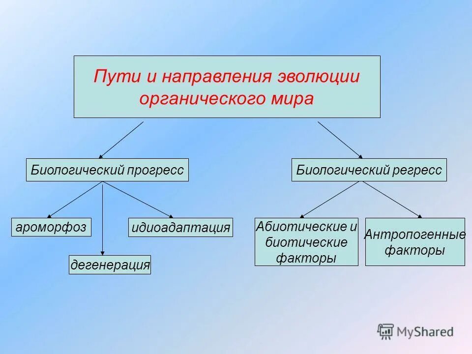 Закономерности эволюции 9 класс биология