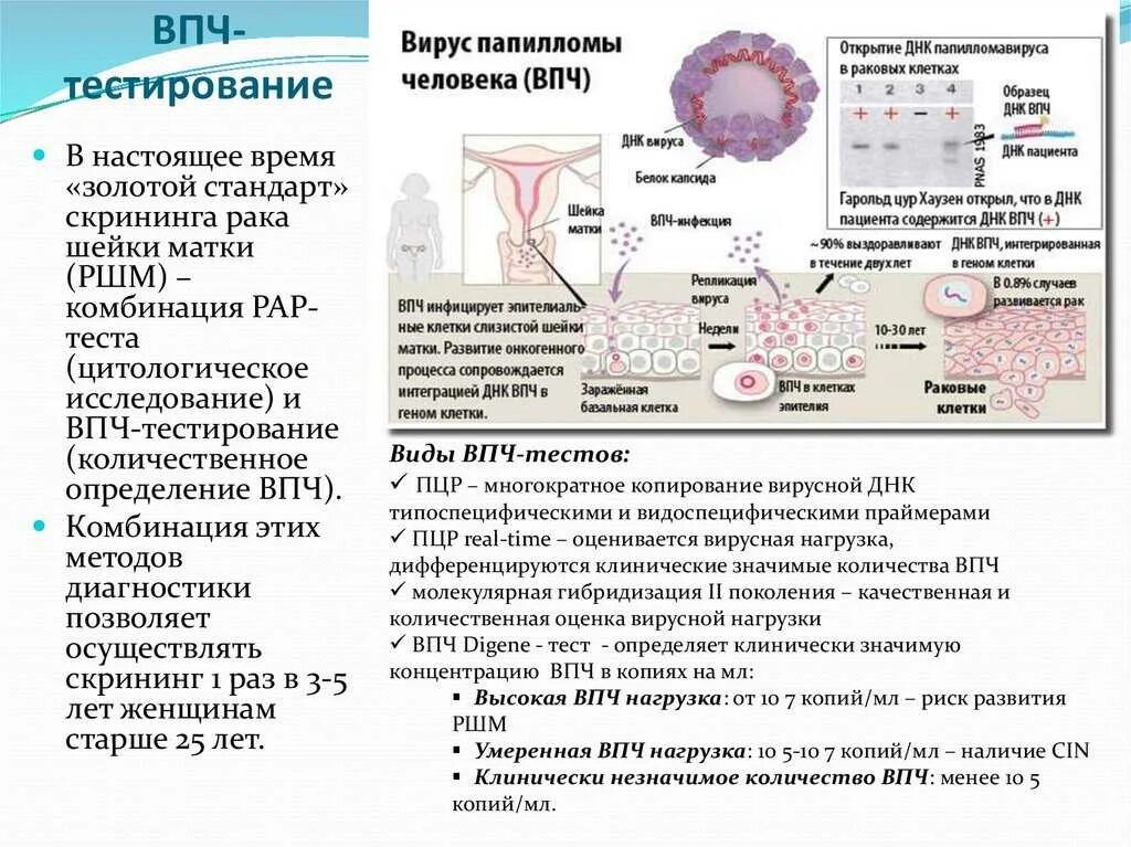 Папиллома высокого риска. Впч тестирование методом пцр. вирусоносительство впч. пцр днк папилломавирус. вирус папилломы человека digene-тест (впч digene-тест).