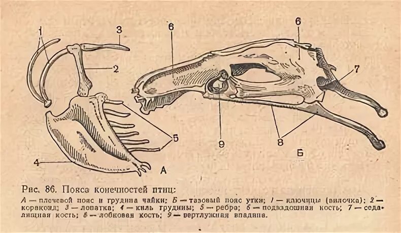 Пояс задних конечностей п. Пояс задних конечностей у птиц. Кости пояса передних конечностей у птиц.