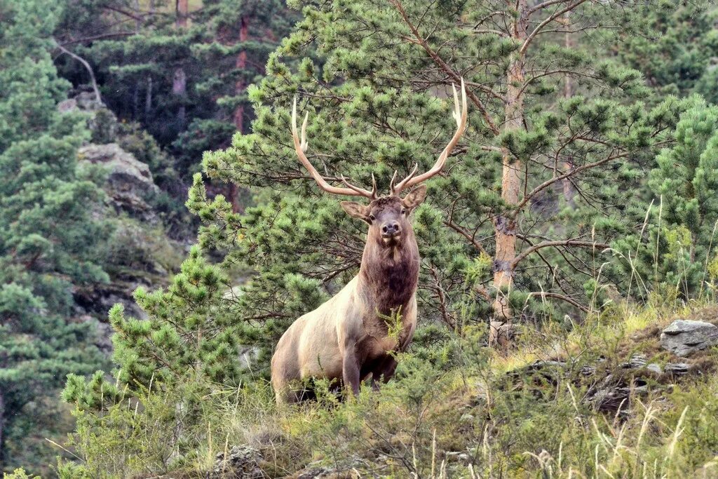 снежный барс в саяно-шушенском заповеднике. саяно-шушенский заповедник фауна. саяно шушенский заповедник животные. саяно шушенский заповедник животные. саяно-шушенский заповедник снежный барс.