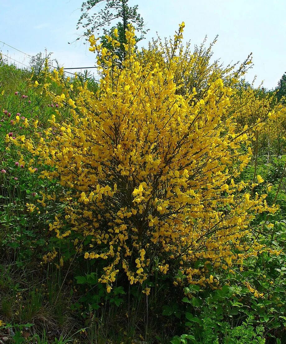 Альпийский ракитник. Ракитник стелющийся (cytisus decumbens). Ива ракитник. Ракитник днепровский. Ива ракитник.
