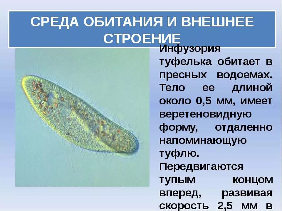 Среда обитания инфузории туфельки. Инфузория туфелька инфузория туфелька. Инфузория туфелька протоплазма. Инфузория туфелька 7 класс биология.