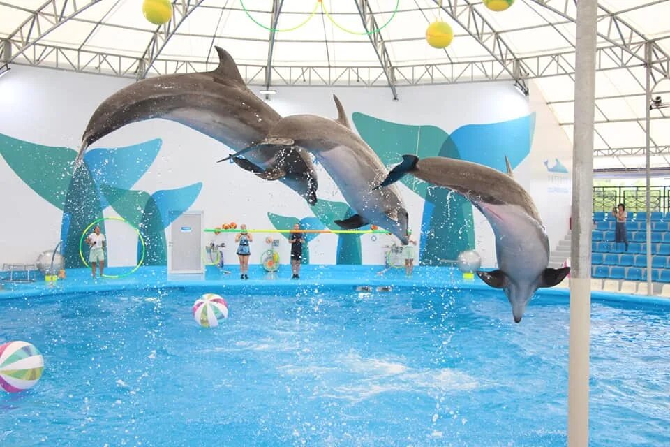 Дельфинарий паттайя. Дельфинарий Тайланд. Pattaya Dolphinarium. Дельфинарий в Паттайе Тайланд. Дельфинарий Ейск.