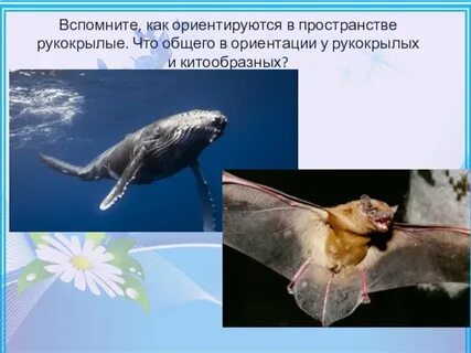 Животные ориентируются в пространстве
