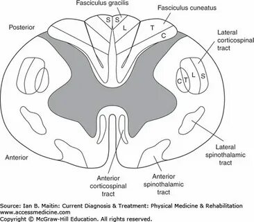 Fasciculus gracilis