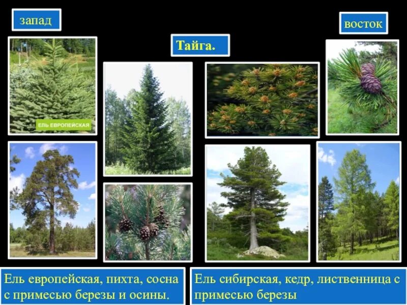 Осина пихта сосна. Сосна кедр пихта лиственница. пихта сосна кедровая лиственница. ель обыкновенная пихта сосна кедровая лиственница. ель пихта кедр лиственница.