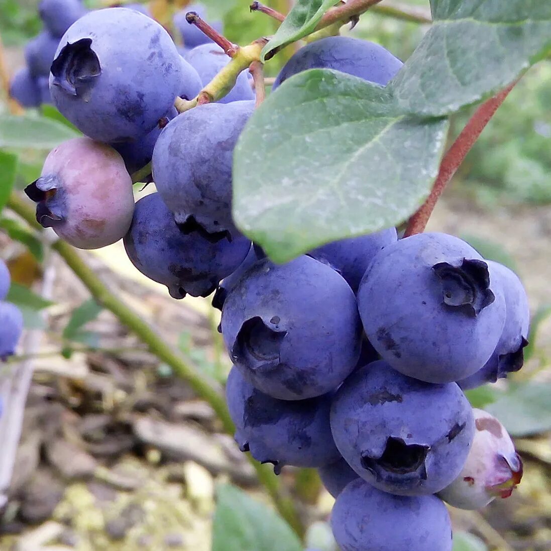 Голубика Блюкроп. Голубика высокорослая Bluecrop. Черника Блюкроп. Саженцы голубики Блюкроп. Блюкроп голубика описание отзывы опылители сорта