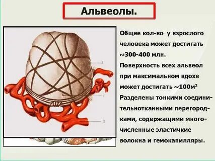Альвеолы при вдохе