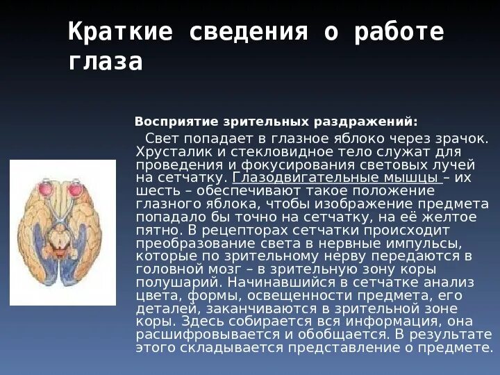 Анализ зрительных раздражений происходит в. Краткие сведения о работе глаза. восприятие зрительных раздражений. восприятие зрительных раздражений кратко. восприятие зрительных раздражений схема.