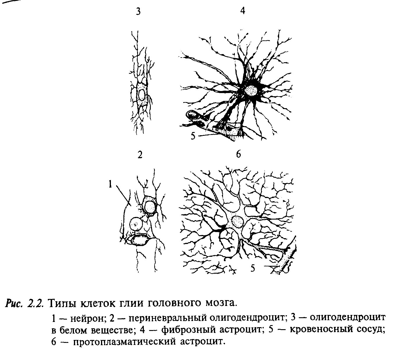 Клетки нейроглии строение. Типы клеток нейроглии на рисунке. Классификация глиальных клеток. Клетки глии нервной ткани.