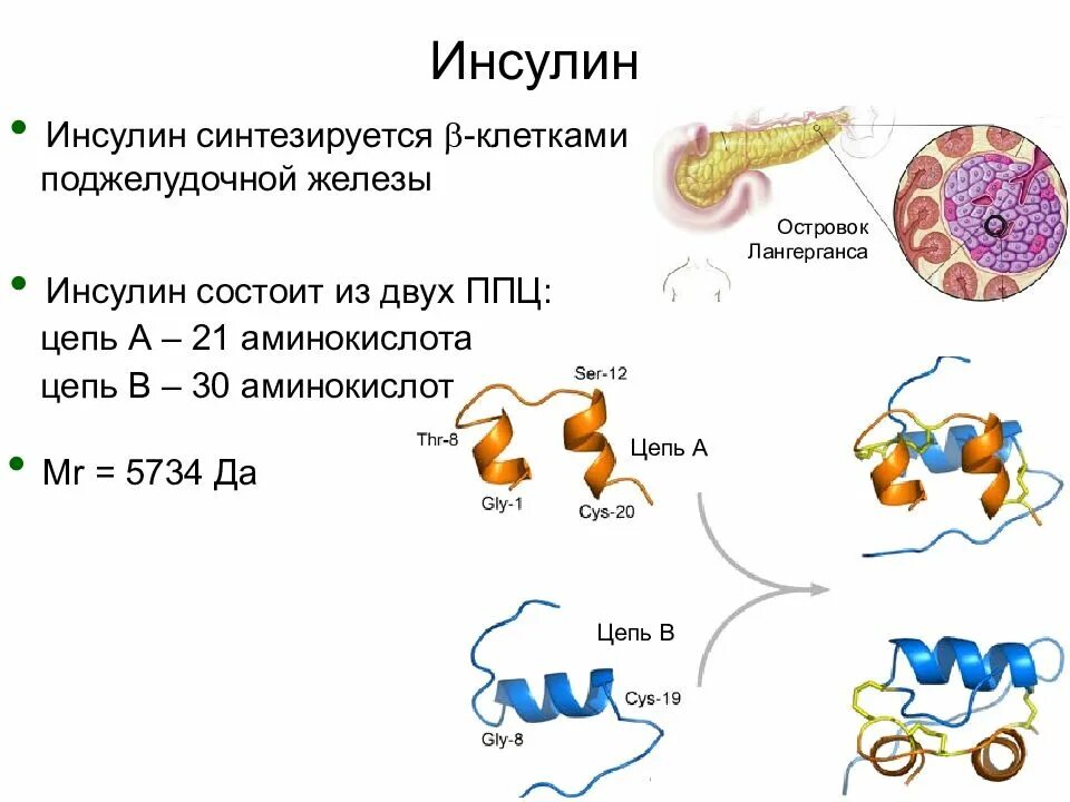 Какой орган вырабатывает инсулин в организме. Какие клетки поджелудочной железы синтезируют инсулин?. инсулин синтезируется в клетках. какие клетки поджелудочной железы синтезируют гормон инсулин?. инсулин белковый гормон.