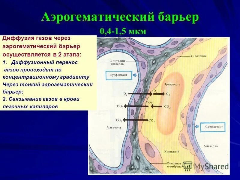 Механизм нарушения диффузии газов в легких. Диффузия газов через аэрогематический барьер. Диффузия газов через аэрогематический барьер. Спирометрия диффузионная способность. Нарушение диффузии газов в легких.