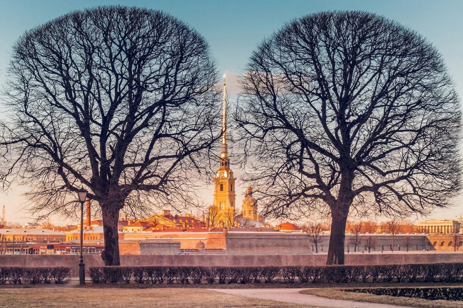 Вид городских деревьев. Деревья на Васильевском острове. Деревья в Питере. Церева в Санкт-Петербурге. Деревья в Питере названия.