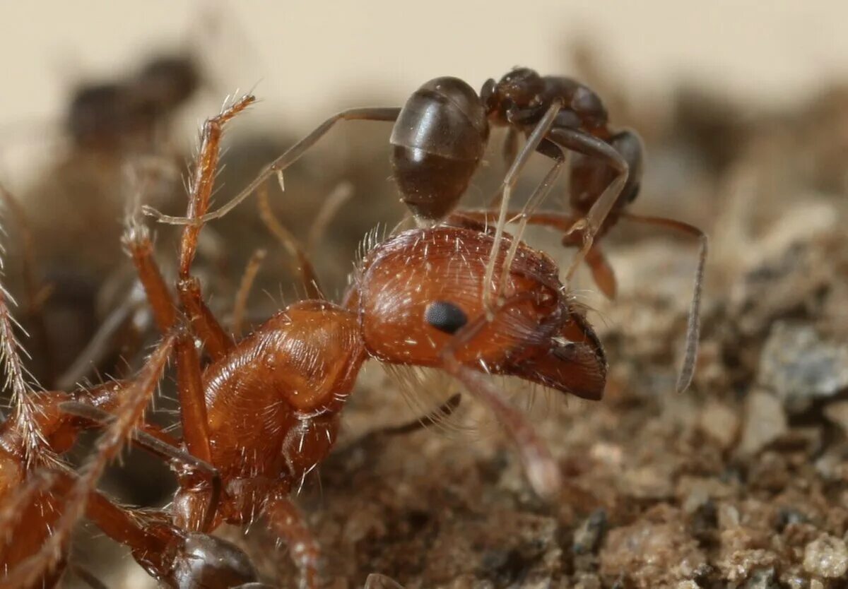Аргентинский муравей суперколонии. Марабунта муравьи. Муравьи сиафу. Linepithema humile.