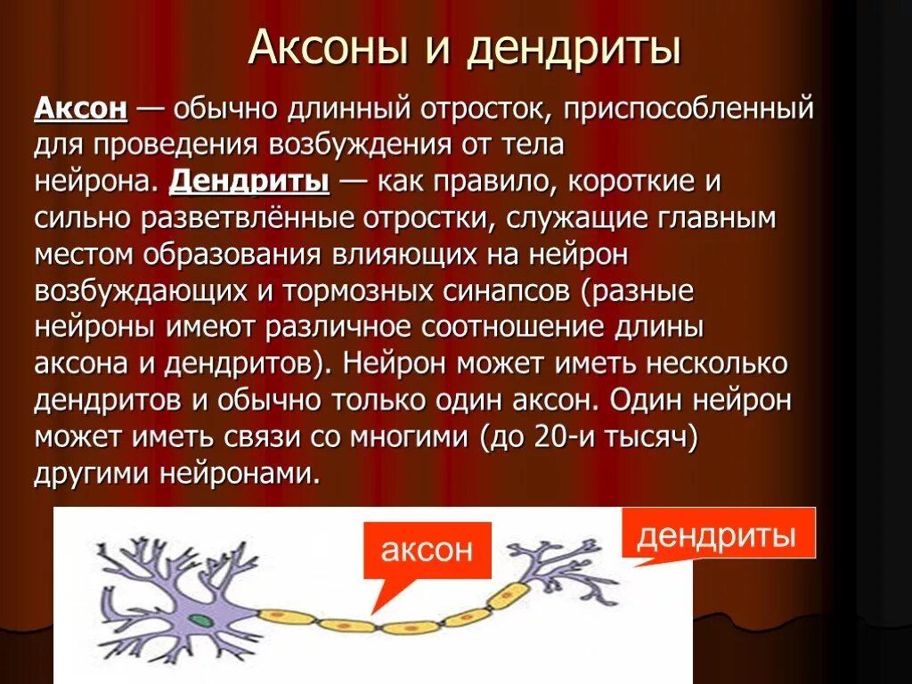 Дендрит нейрона характеристика. Функции дендритов нейрона. Аксоны и дендриты функции. Функции дендритов и аксонов.