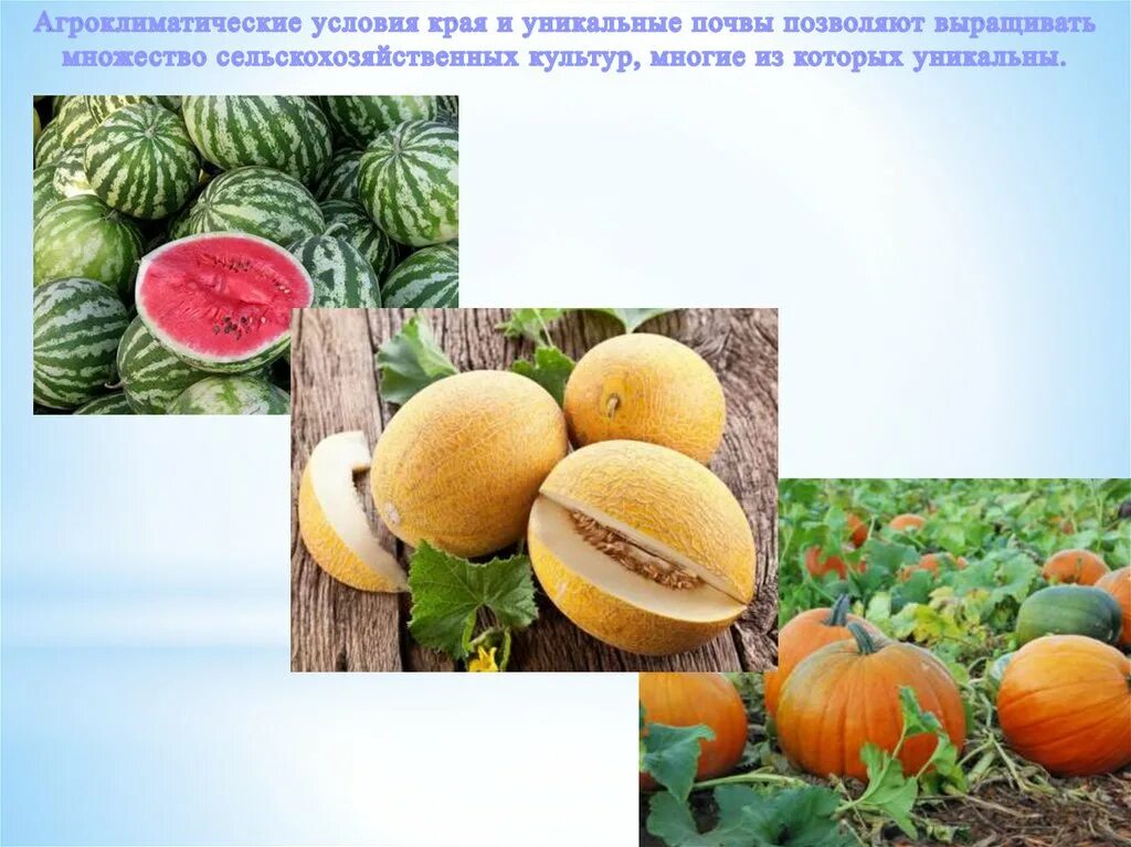 Агроклиматические природные ресурсы. Агроклиматические условия не способствуют развитию сельского хозяйства. Агроклиматические ресурсы. Агроклиматические условия не способствуют развитию сельского хозяйства. Агроклиматические природные ресурсы.