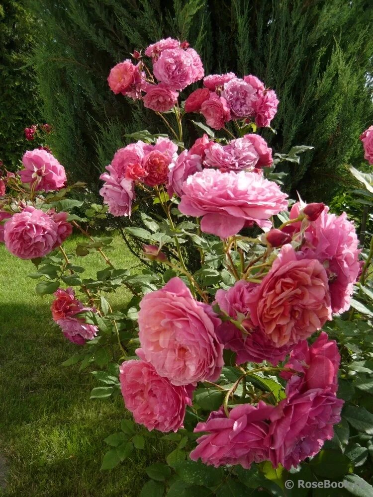 розы вашей мечты отзывы. роза английская зе веджвуд роуз. роза пульман ориент. роза джефф гамильтон. ренн саммю шр.