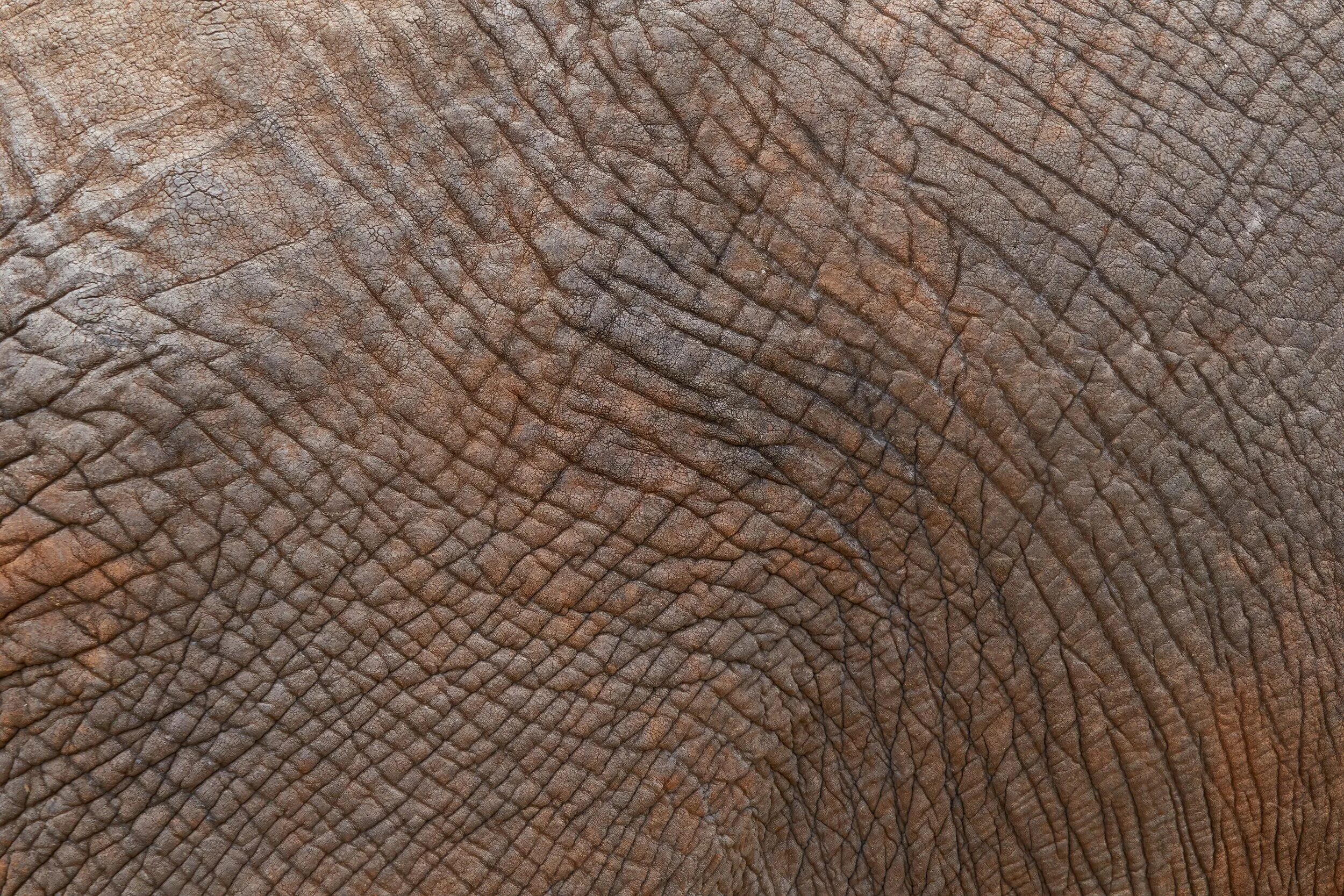 Шкура крокодила. Кожа из каких животных. Текстура крокодиловой кожи. Крокодиловая кожа текстура. Натуральная кожа бывает.