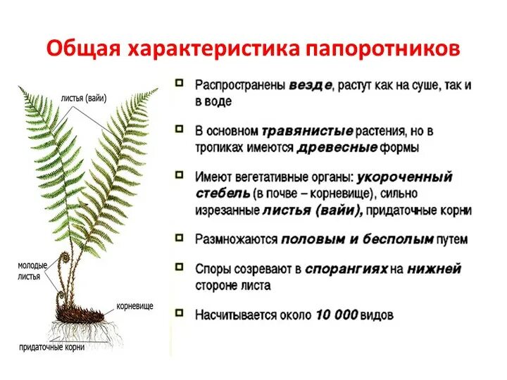 Строение и распространение древних папоротниковидных изучает наука. Папоротниковидные характеристика. характеристика папоротникообразных. общая характеристика папоротникообразных растений. основные характеристики папоротниковидных.