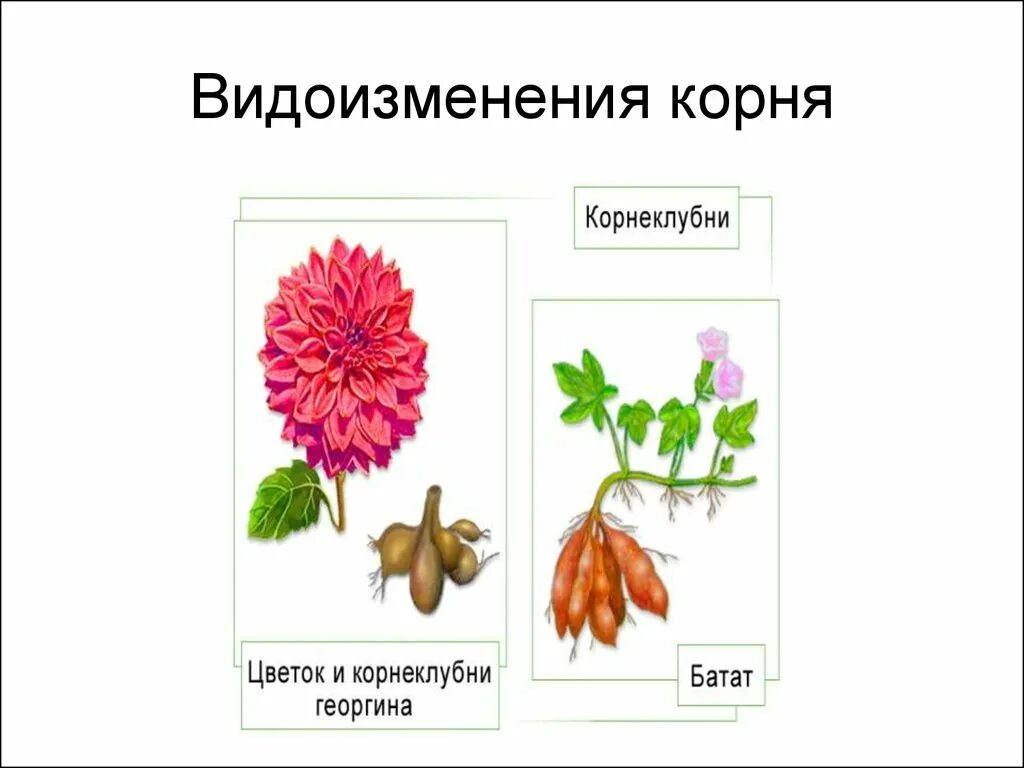 Видоизменения корня корневые клубни. Корнеплоды и корнеклубни.