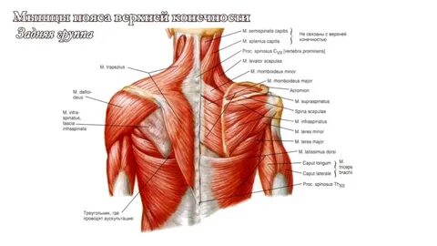 Musci
