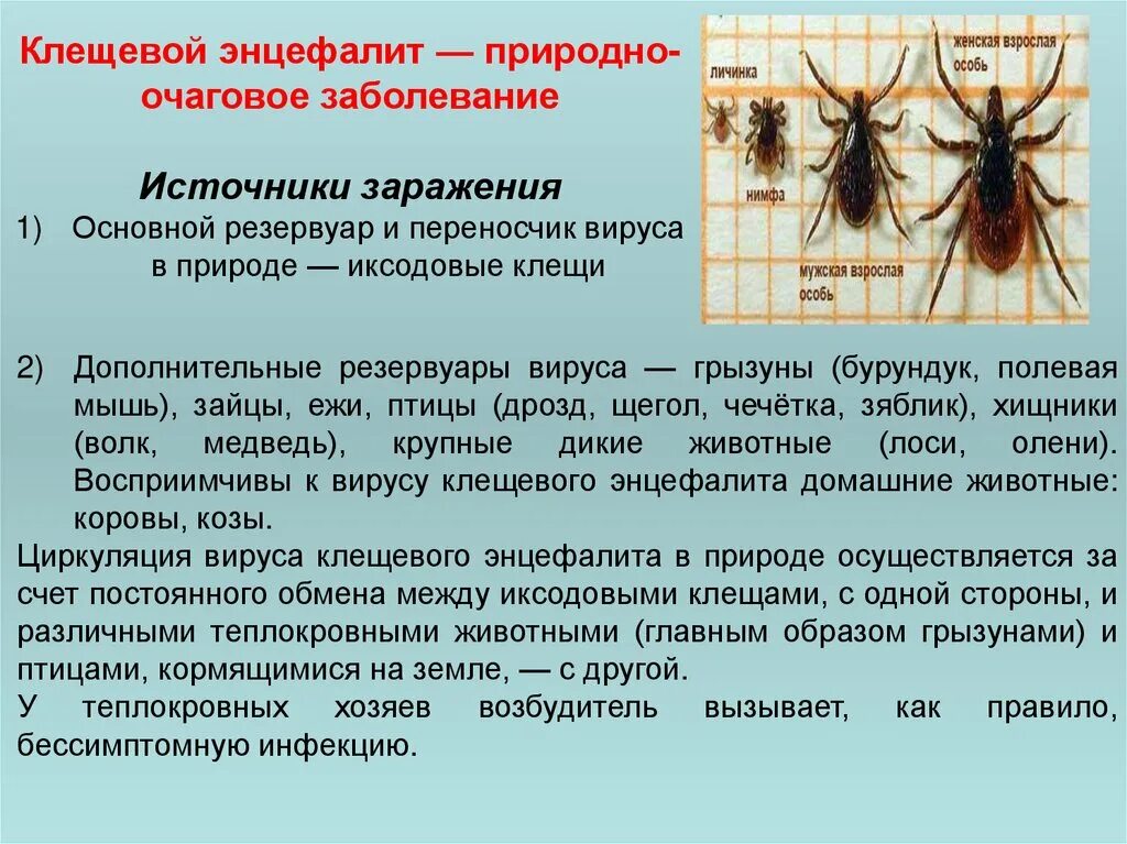 Переносчиками каких заболеваний являются иксодовые клещи. Клещевой энцефалит возбудитель. Клещевой энцефалит источник инфекции. Источник инфекции при клещевом энцефалите.