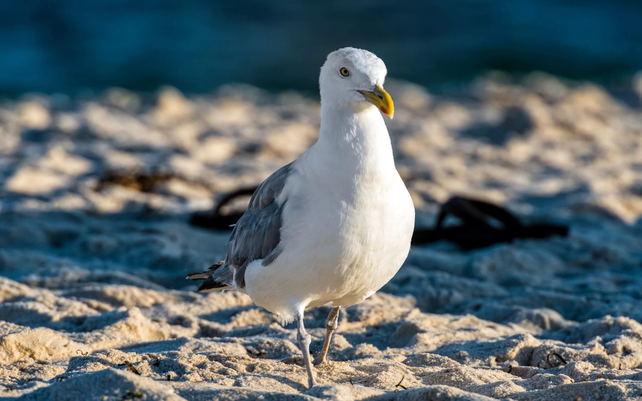 Чайку фото. Чайка Seagull. Чайка сидит. Фото чаек. Чайка улыбается.